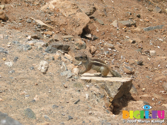 27915 Sitting Barbary Ground Squirrel